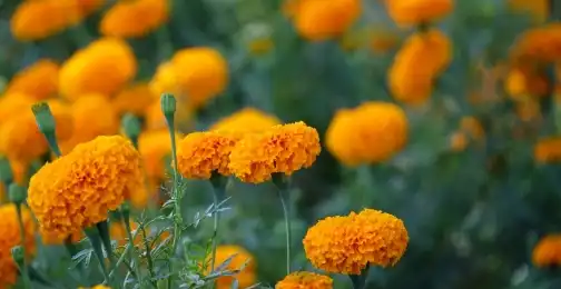 Top Trends in Pure Lutein Powder Supplements